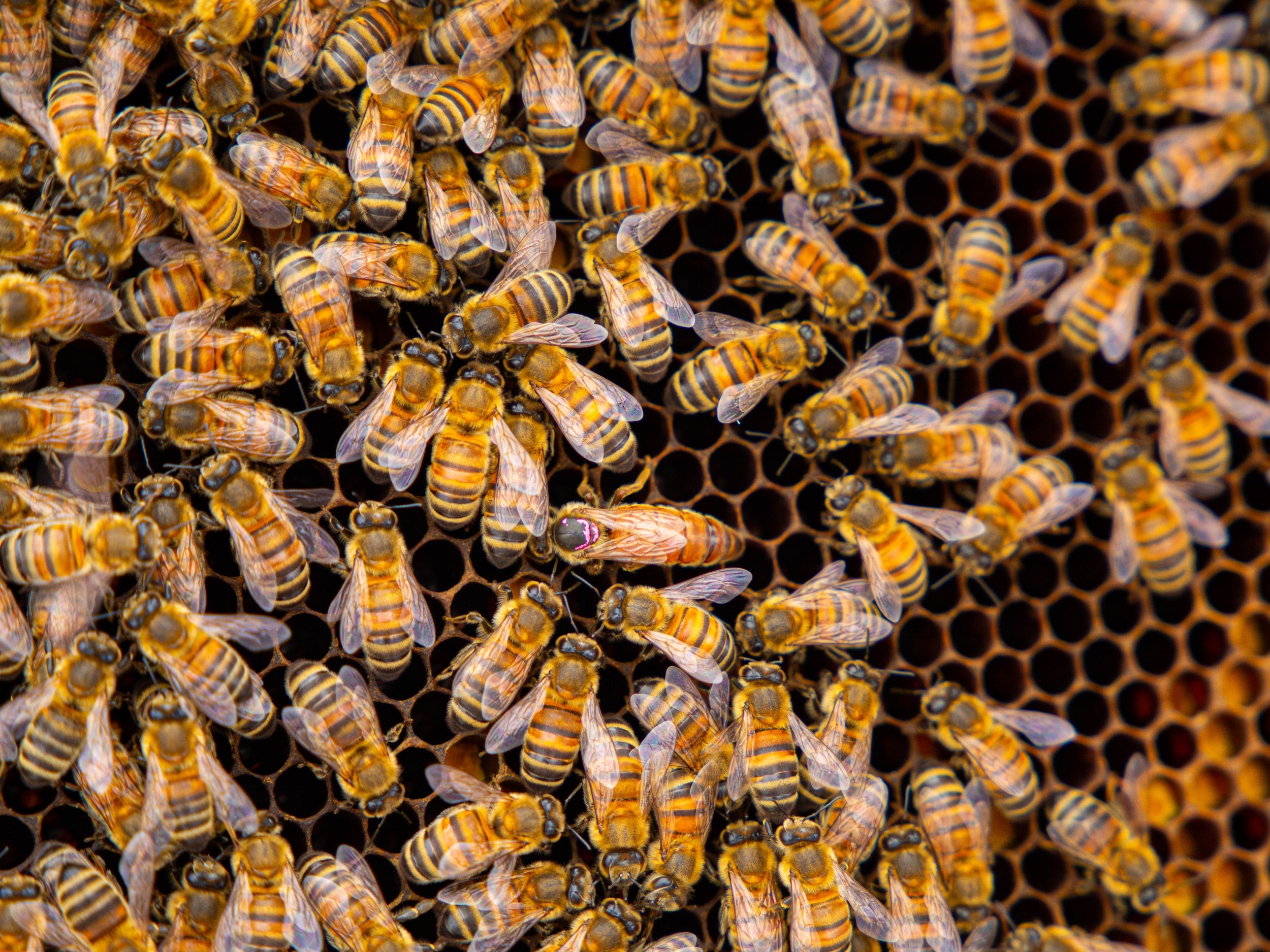 Wecandoo - Initiez-vous à l'apiculture avec Anne-Sophie - Afbeelding nr. 6