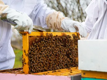 Initiez-vous à l'apiculture