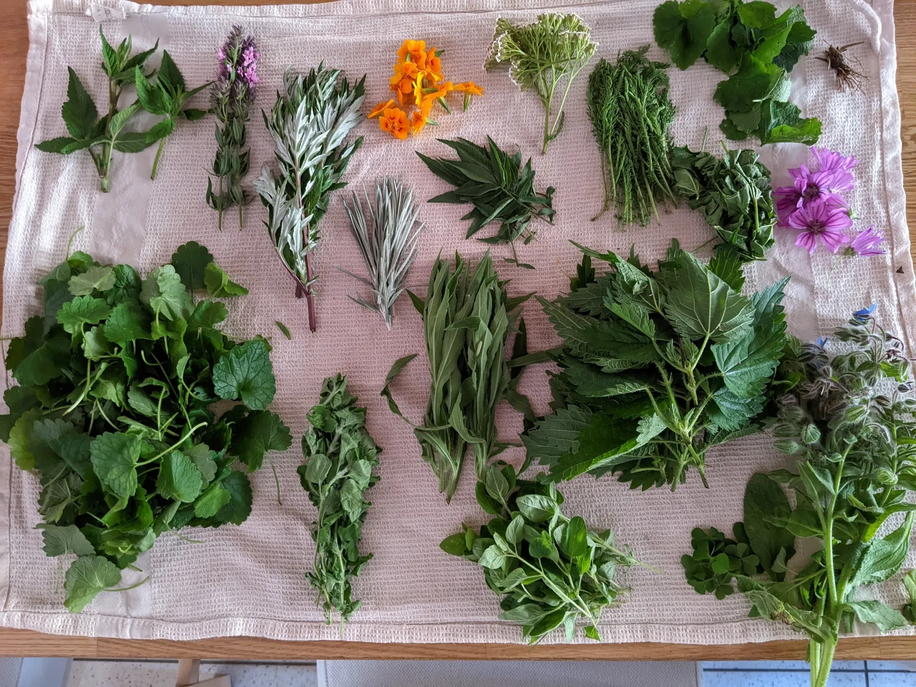 Réunissez votre équipe et découvrez l'apiculture et les plantes sauvages avec Jeanne et Camille - Image n°1 - Wecandoo