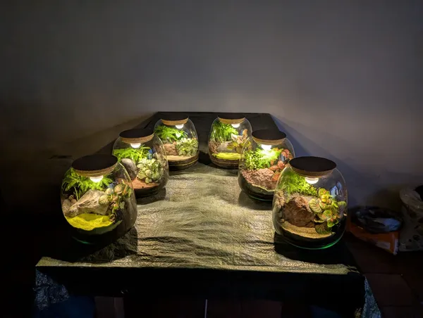 Emerveillez votre équipe et fabriquez des terrariums lumineux pour décorer vos bureaux avec Aude - Image n°1 - Wecandoo