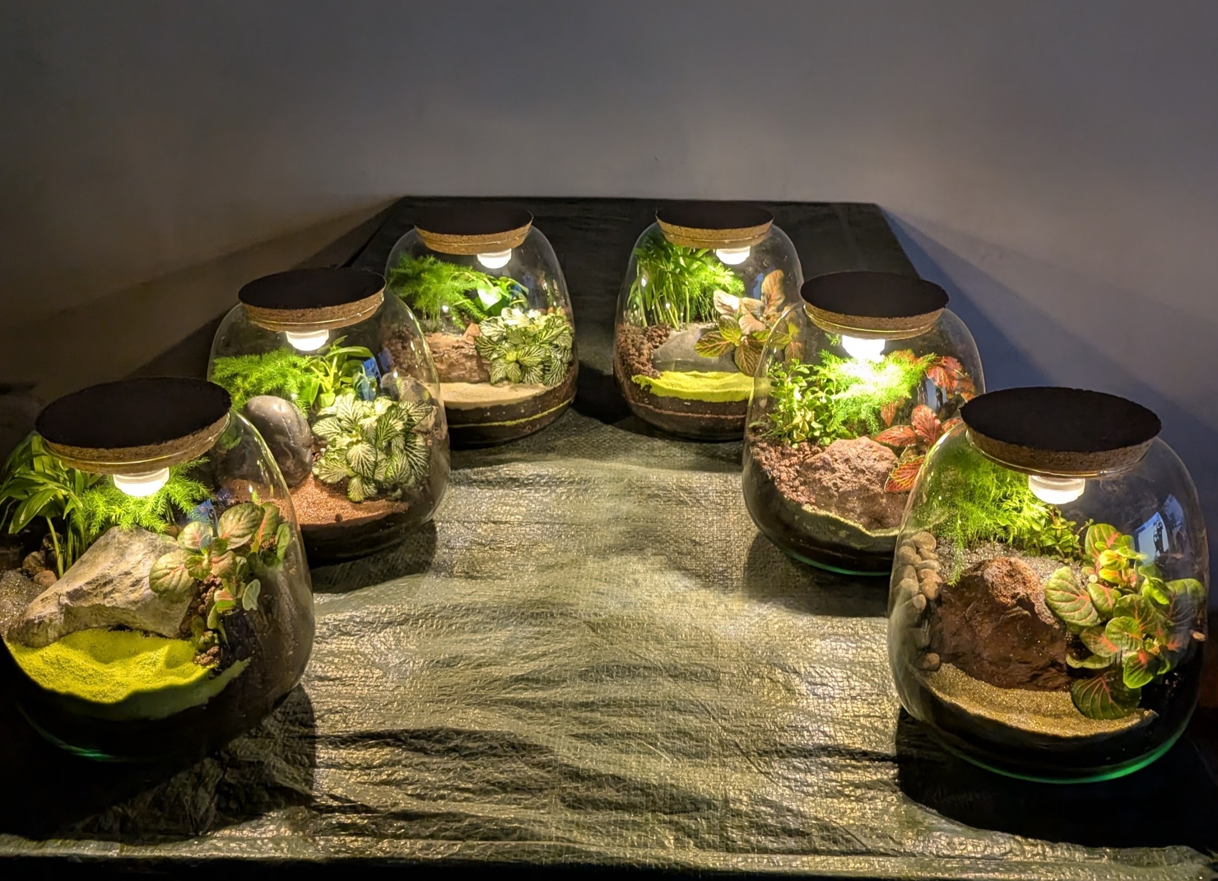 Fabriquez des terrariums lumineux en groupe