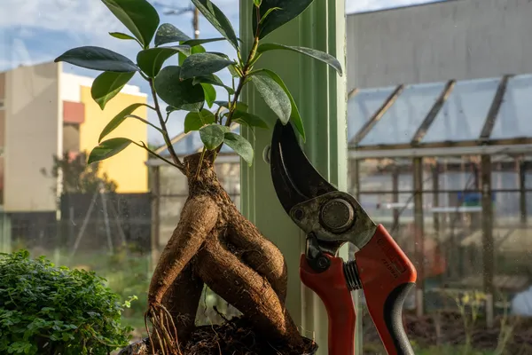 Apprenez à rempoter et entretenir vos plantes d'intérieur avec Pauline - Image n°2 - Wecandoo