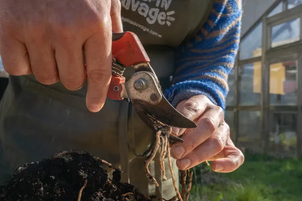 Apprenez à rempoter et entretenir vos plantes d'intérieur avec Pauline - Image n°5 - Wecandoo