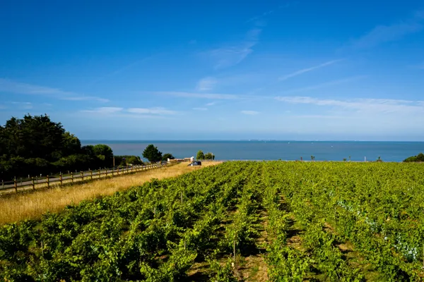 Assemblez votre vin avec Mathieu et son équipe - Image n°4 - Wecandoo