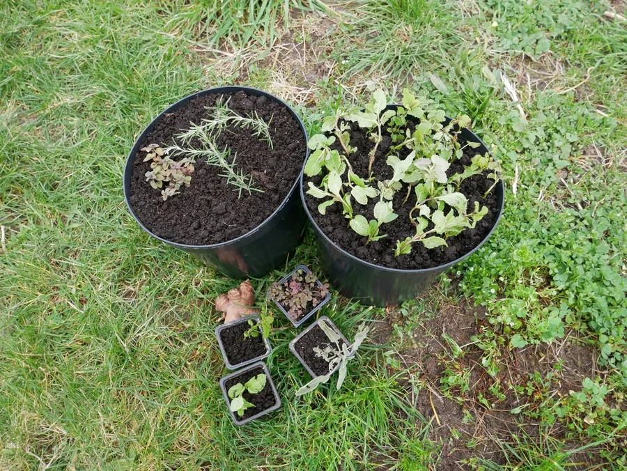 Réalisez vos semis avec Laura - Image n°1 - Wecandoo