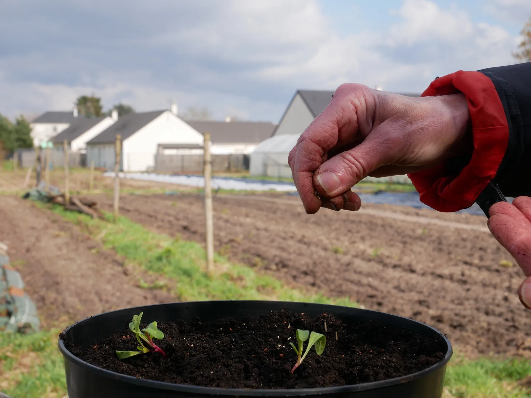 Réalisez vos semis avec Laura - Image n°3 - Wecandoo