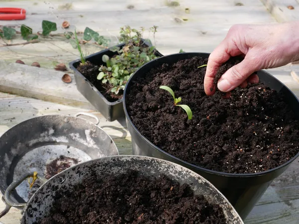 Réalisez vos semis avec Laura - Image n°2 - Wecandoo