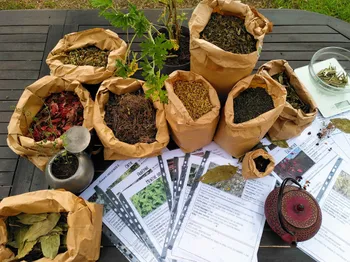 Créez votre propre tisane avec Elise