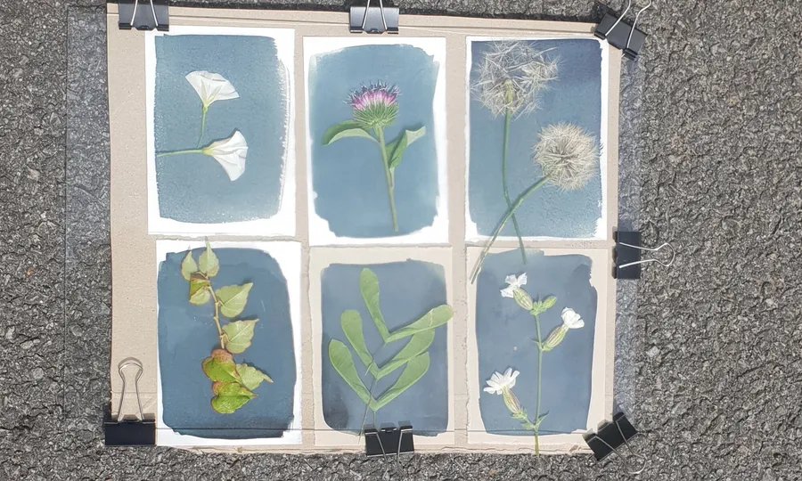 Créez votre herbier en cyanotype avec Sylvie - Afbeelding nr. 1 - Wecandoo
