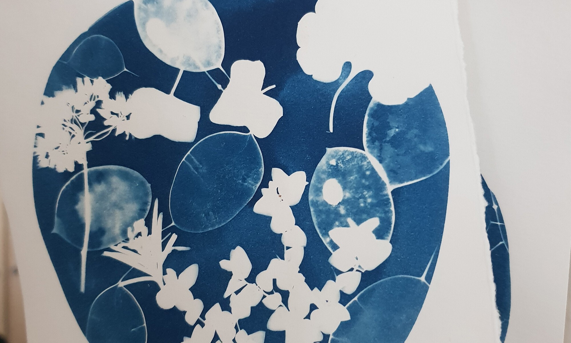 Wecandoo - Créez votre herbier en cyanotype avec Sylvie - Afbeelding nr. 6