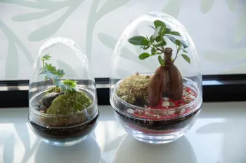 Réalisez votre terrarium