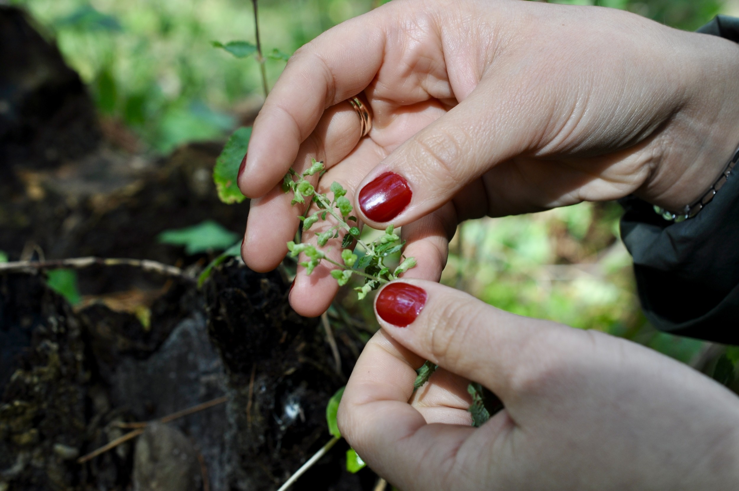 Wecandoo - Découvrez les plantes sauvages comestibles le temps d'une balade dans le parc de Saint-Cloud - Afbeelding nr. 3