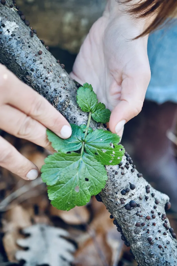 Découvrez les plantes sauvages comestibles le temps d'une balade dans le parc de Saint-Cloud - Image n°1 - Wecandoo