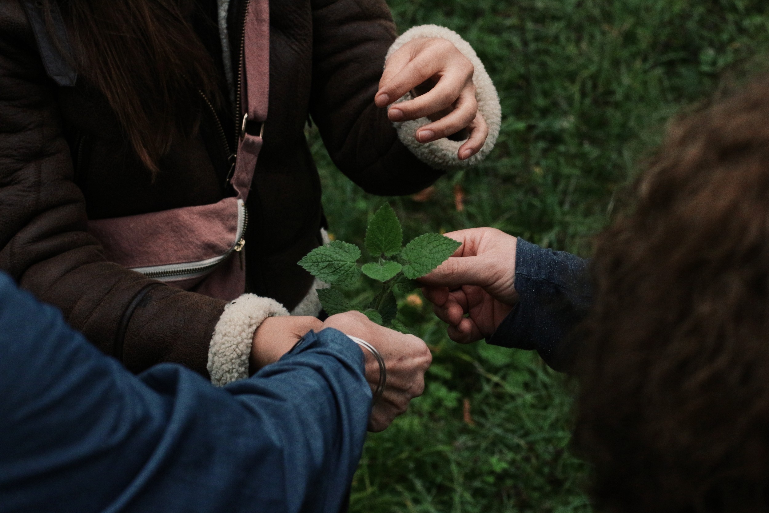 Wecandoo - Découvrez les plantes sauvages le temps d'une balade dans le bois de Vincennes - Image n°4