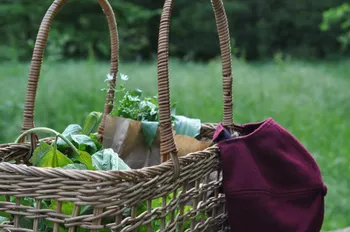 Découvrez les plantes sauvages lors d'une balade