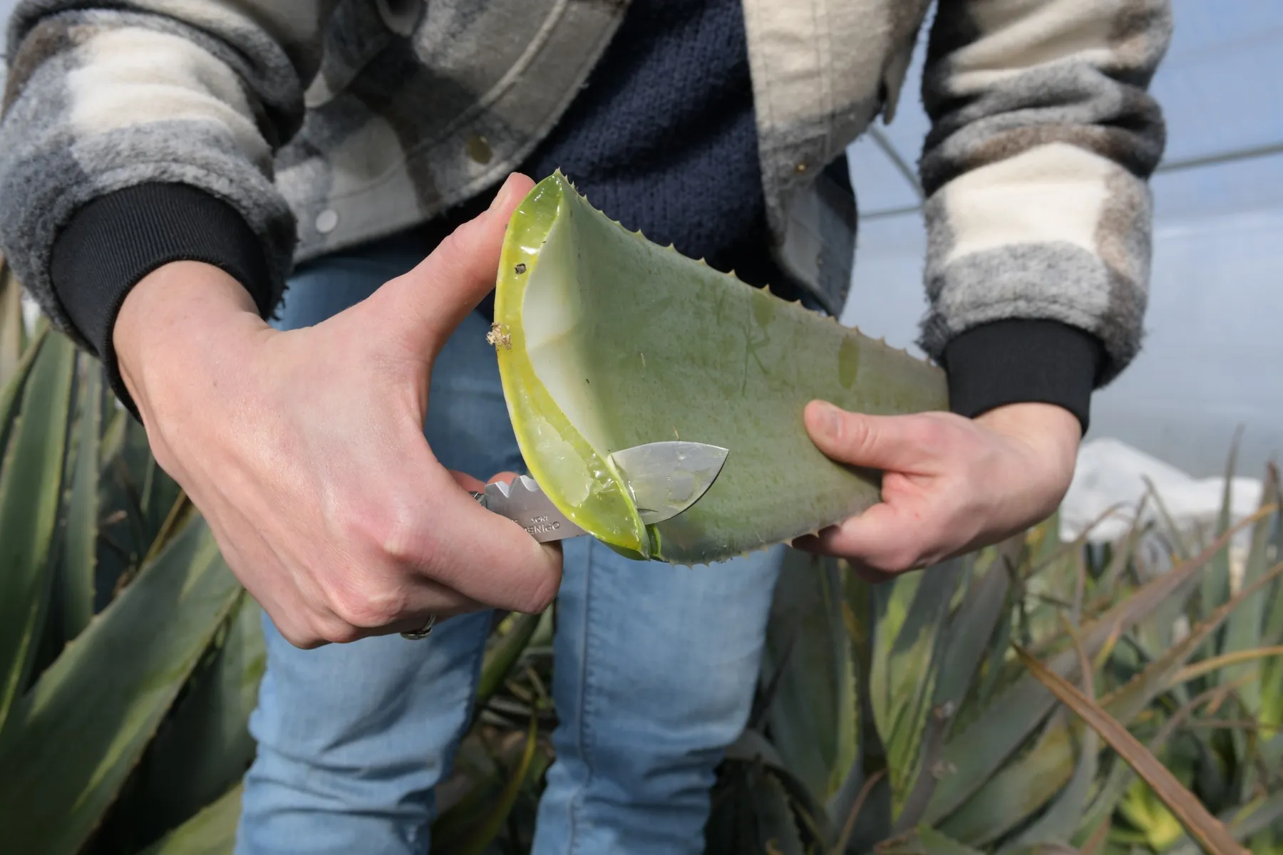 Fabriquez votre crème de jour et votre gel d'aloe dans une ferme vera avec Laurie - Image n°2 - Wecandoo