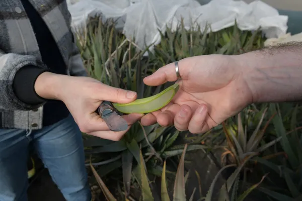 Réalisez votre savon à l'aloe vera dans une ferme avec Laurie - Image n°2 - Wecandoo