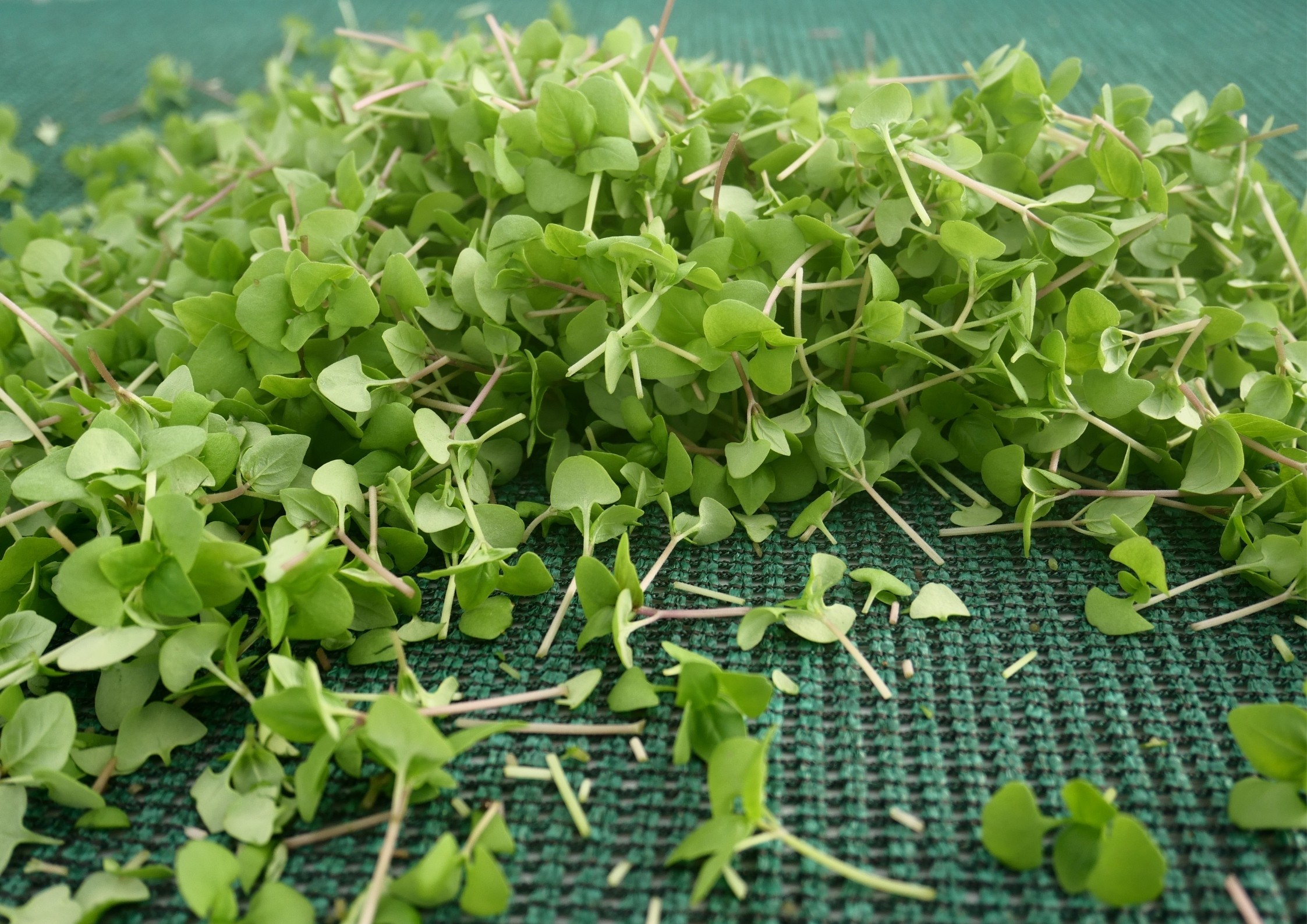 Fabriquez votre pesto de micro-pousses