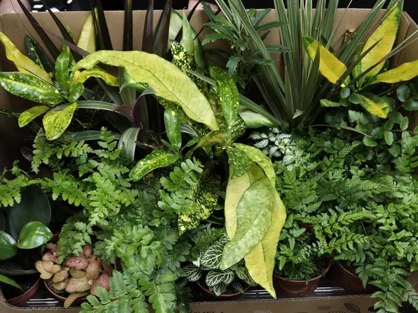 Réalisez votre terrarium avec Lénaïc et Emmanuelle - Afbeelding nr. 3 - Wecandoo