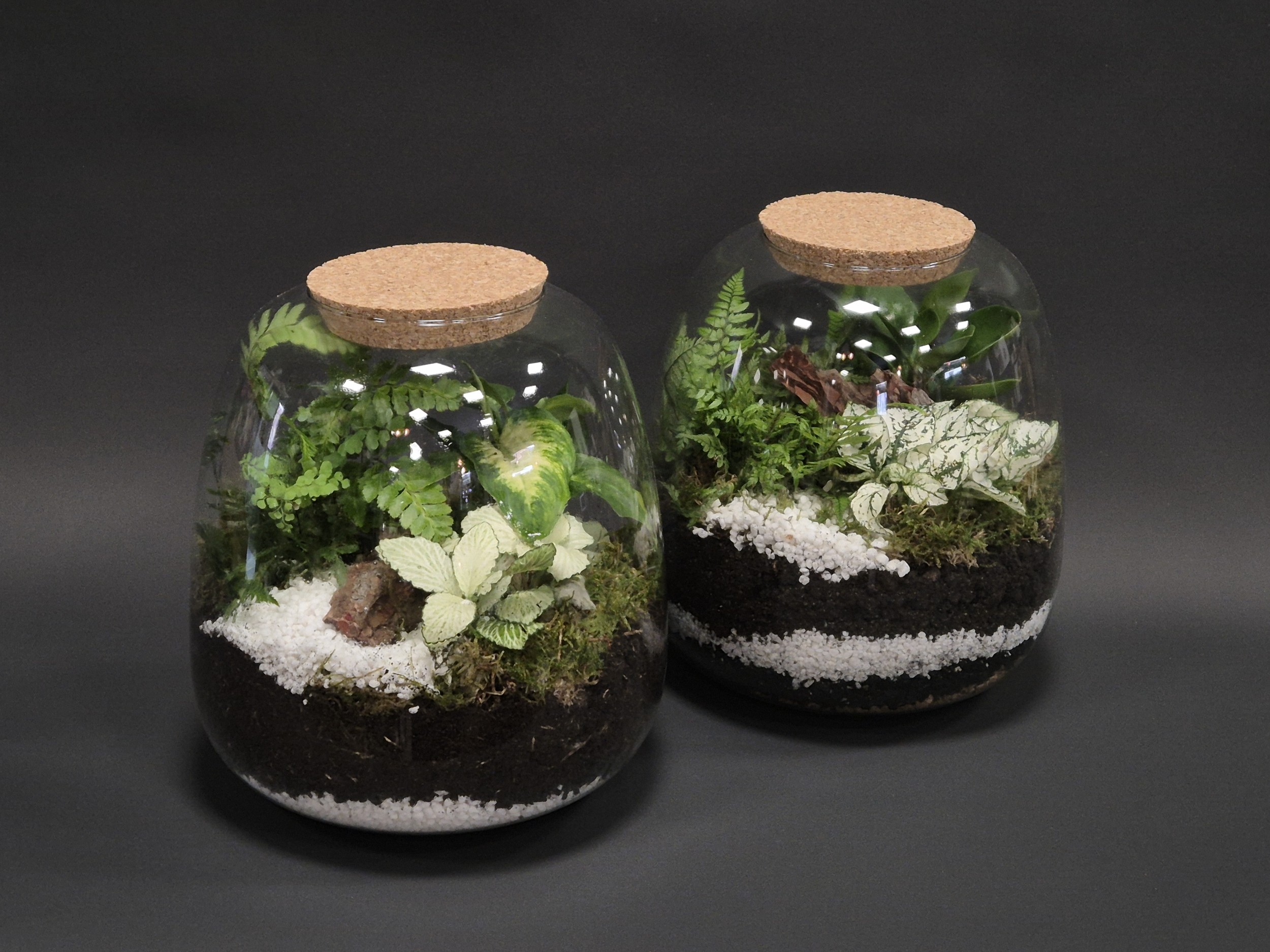 Réalisez votre terrarium