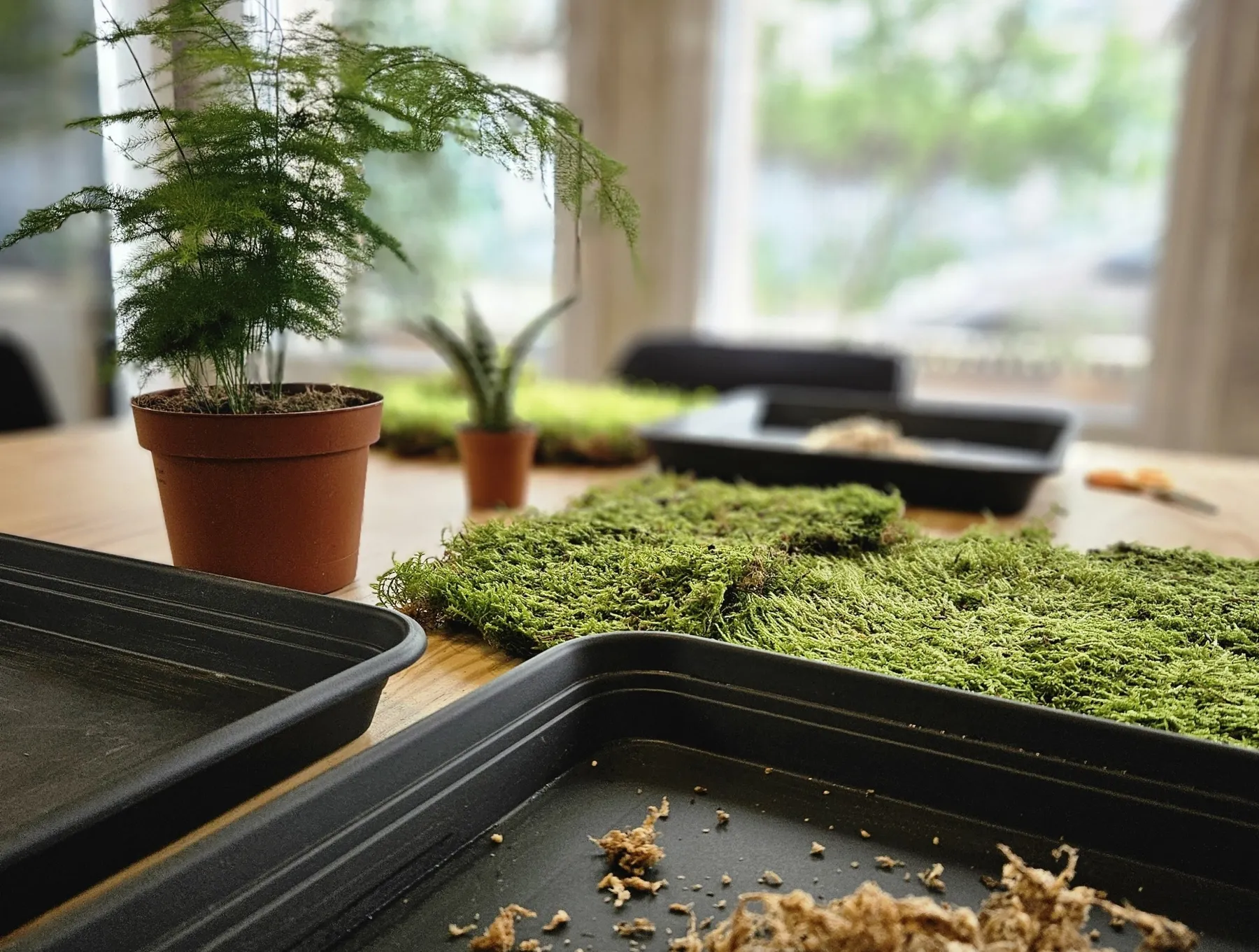 Créez votre kokedama avec Olivia - Image n°3 - Wecandoo