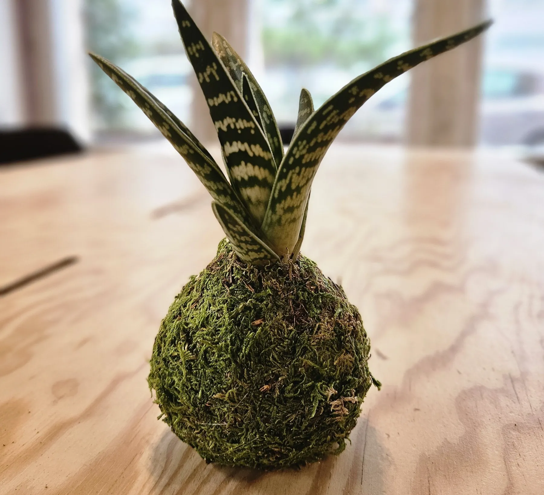 Créez votre kokedama avec Olivia - Image n°5 - Wecandoo