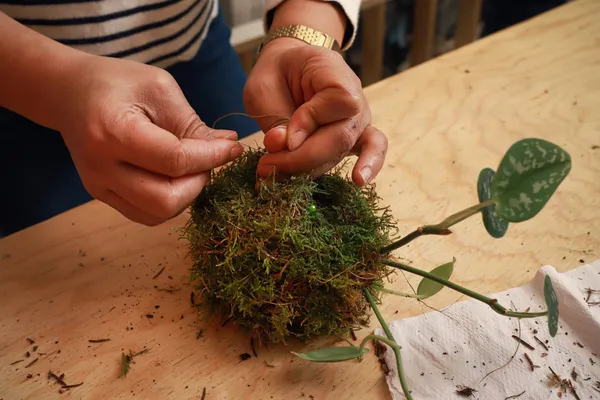 Créez votre kokedama avec Olivia - Image n°2 - Wecandoo