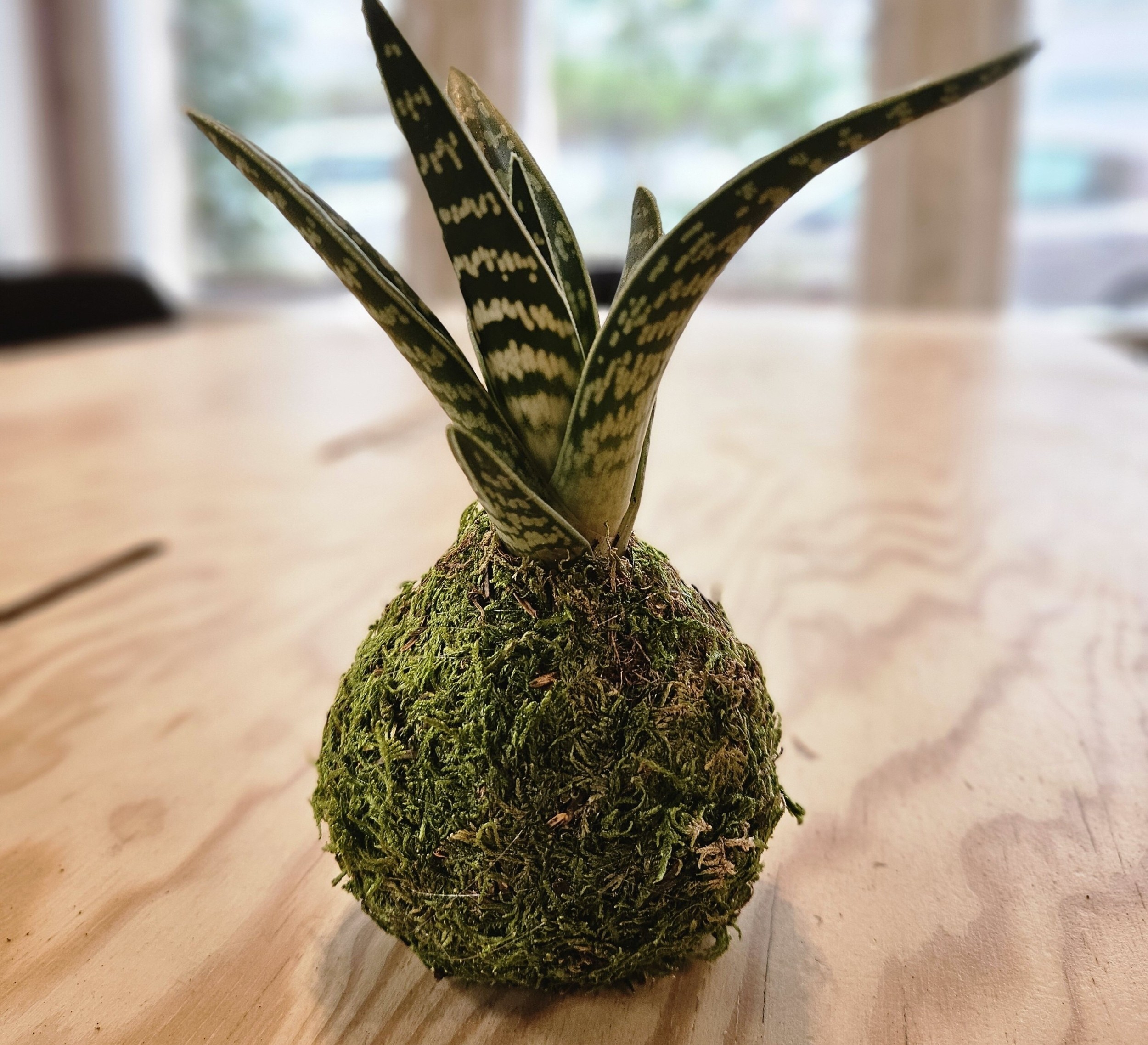 Créez votre kokedama