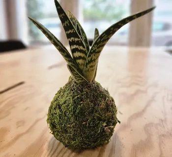 Créez votre kokedama