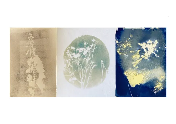 Approfondissez vos techniques du cyanotype avec Charlotte - Image n°4 - Wecandoo