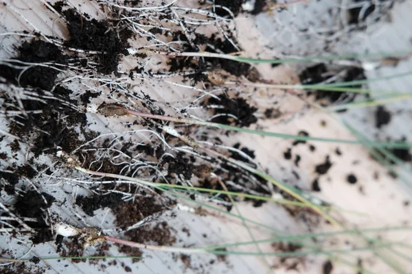 Découvrez une pépinière et réalisez des créations de saison avec Allison - Image n°5 - Wecandoo