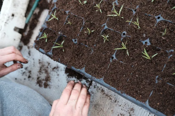 Découvrez une pépinière et réalisez des créations de saison avec Allison - Image n°4 - Wecandoo