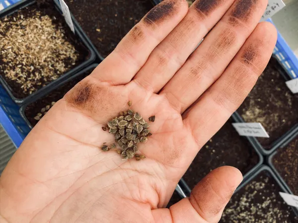 Découvrez une pépinière et réalisez des créations de saison avec Allison - Image n°3 - Wecandoo