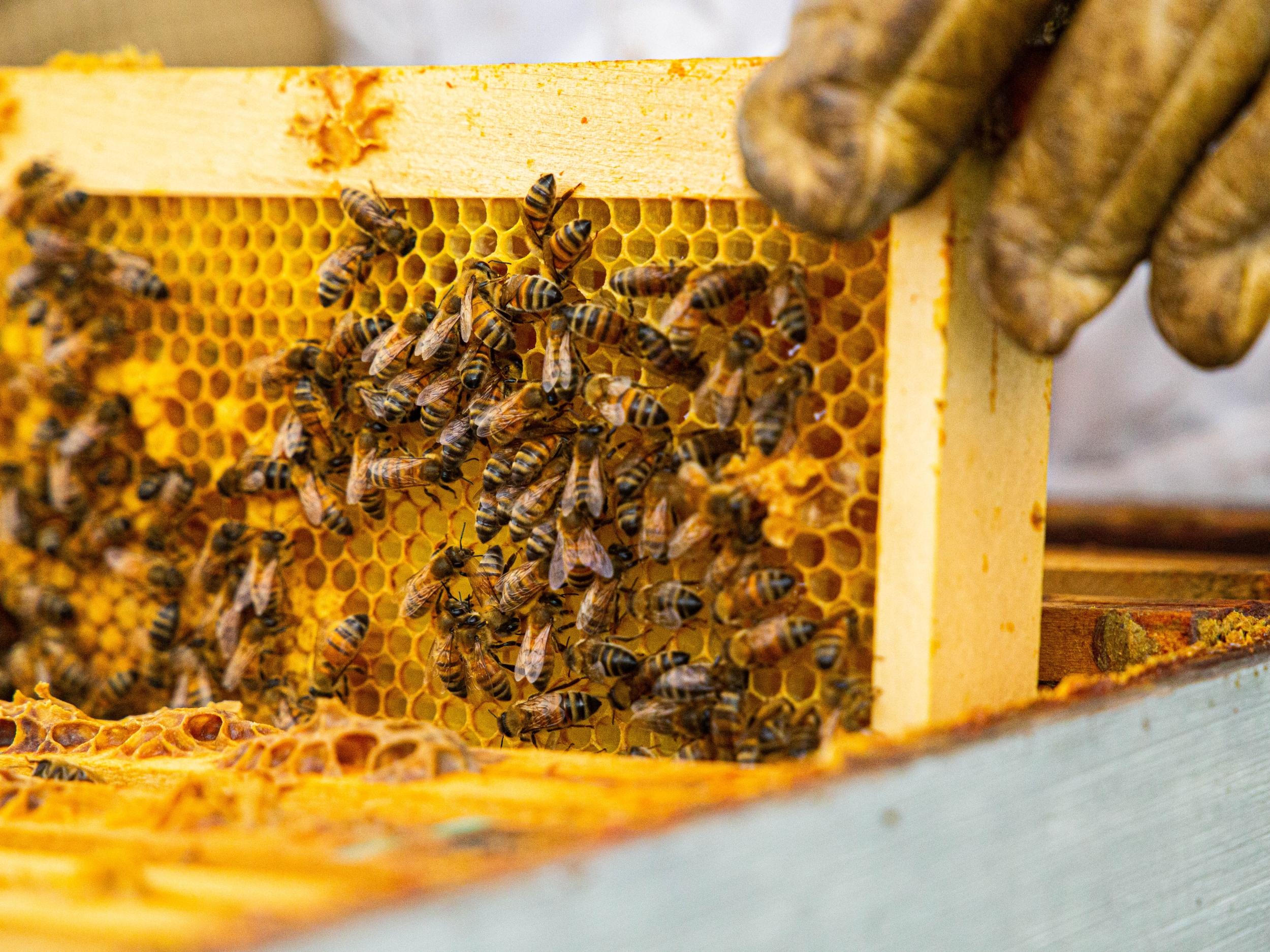 Découvrez le monde des abeilles