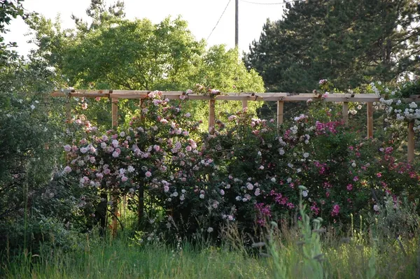 Partez pour une balade au cœur d'une roseraie avec Sylvie - Afbeelding nr. 4 - Wecandoo