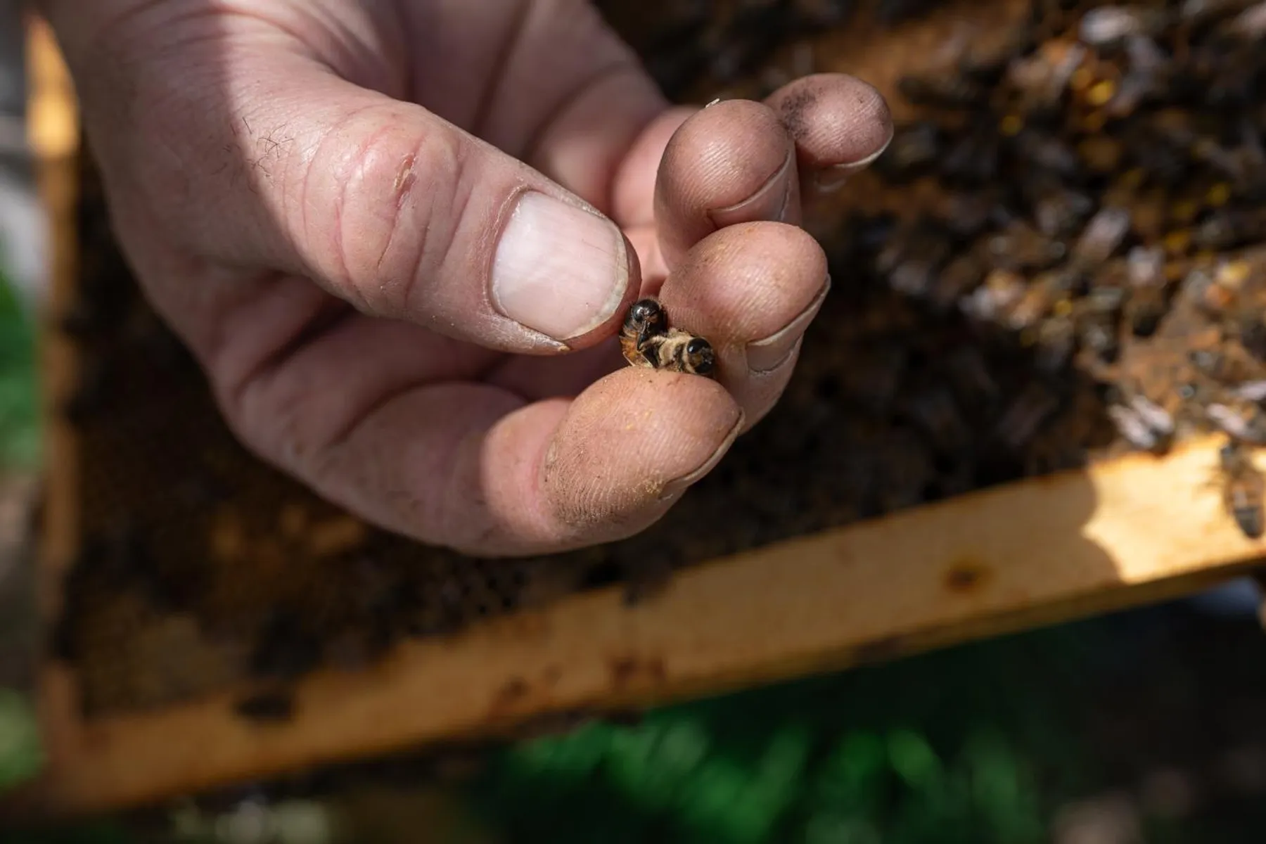 Captivez votre équipe et découvrez l'apiculture avec Joshua - Image n°4 - Wecandoo