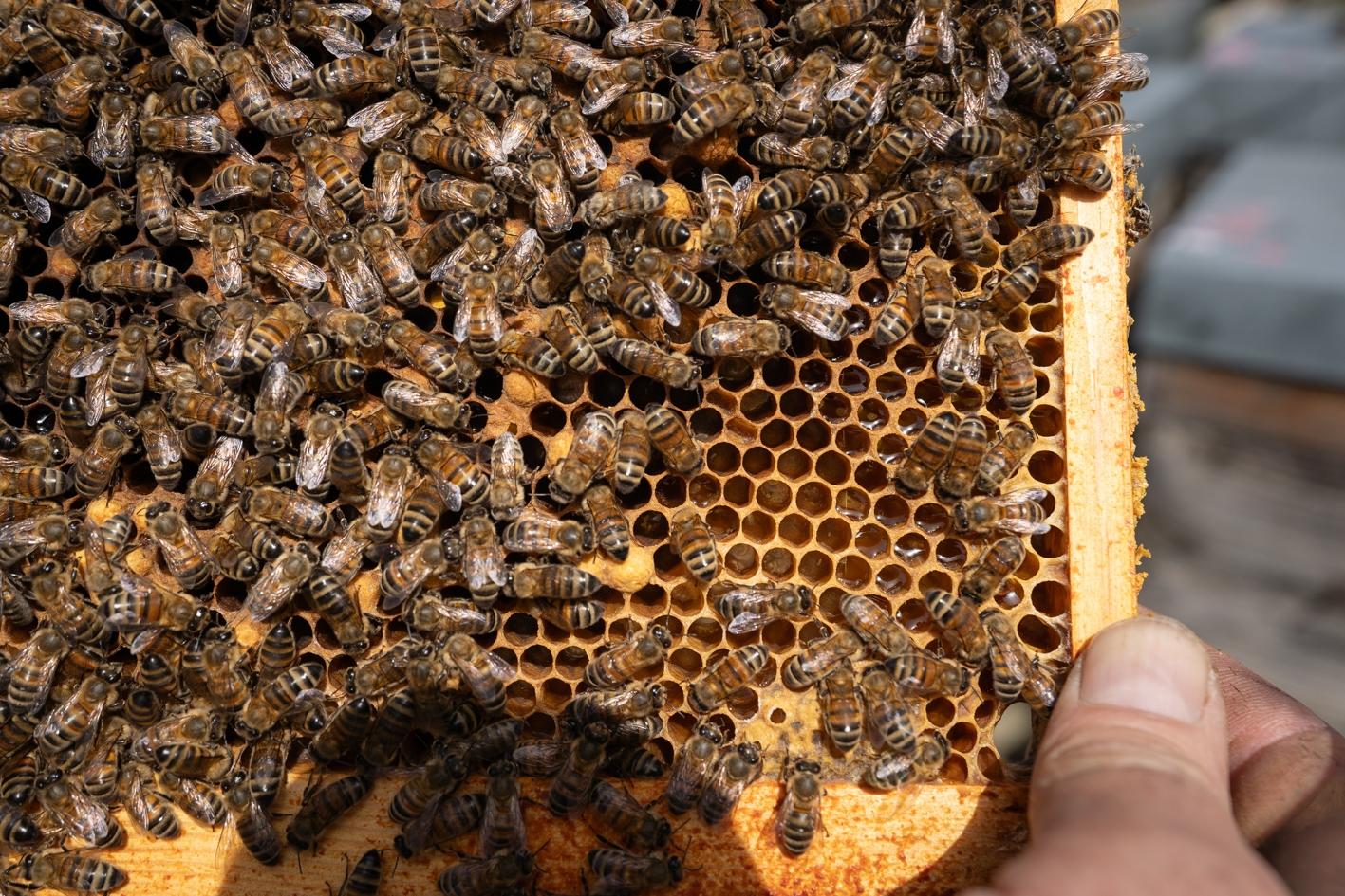 Wecandoo - Captivez votre équipe et découvrez l'apiculture avec Joshua - Image n°6