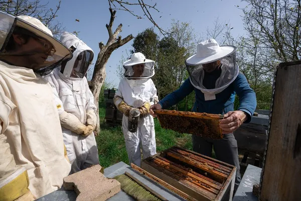 Captivez votre équipe et découvrez l'apiculture avec Joshua - Image n°2 - Wecandoo
