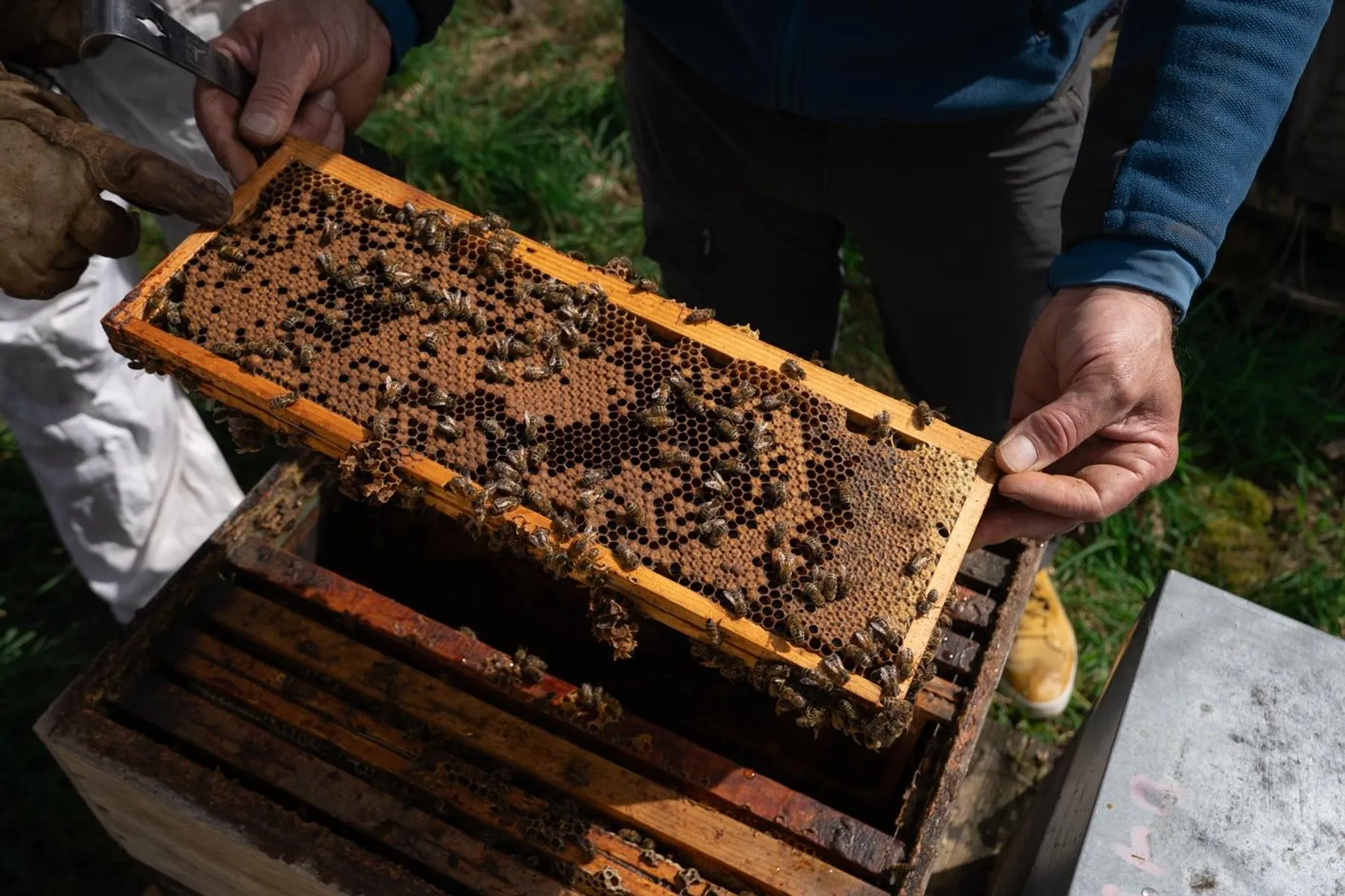 Captivez votre équipe et découvrez l'apiculture avec Joshua - Image n°3 - Wecandoo