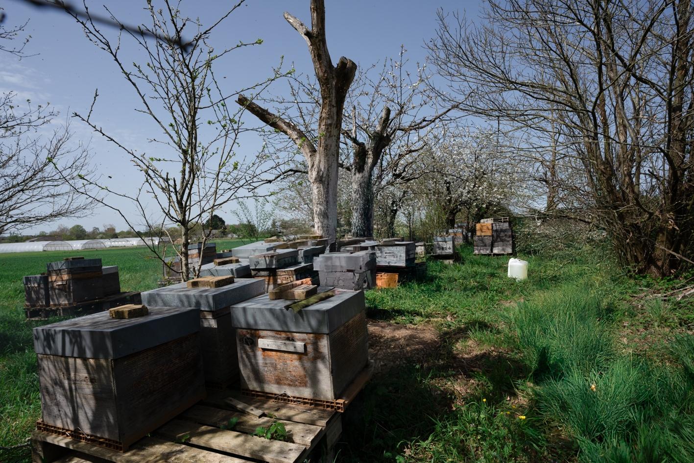 Wecandoo - Initiez-vous à l'apiculture avec Joshua - Image n°9