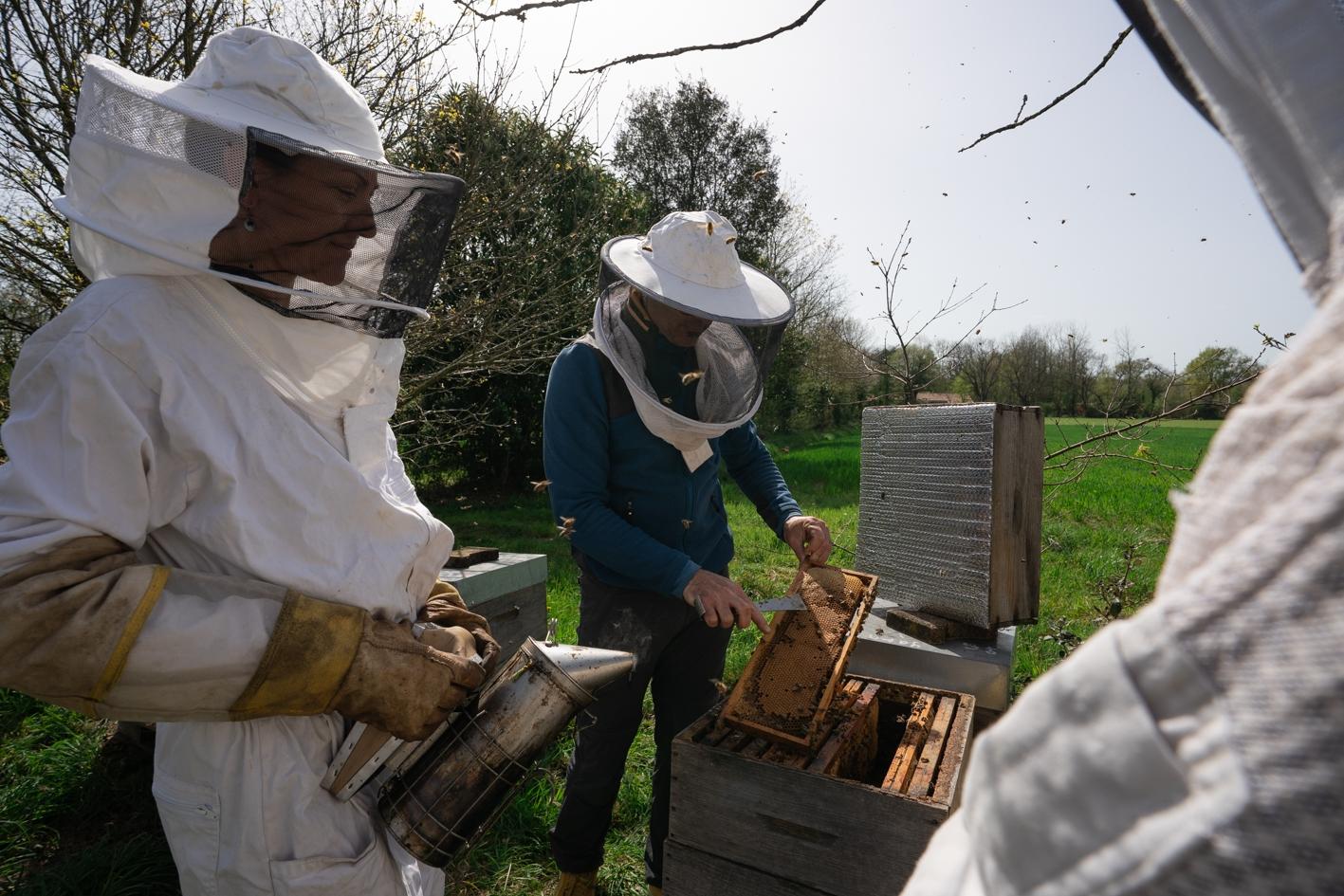 Wecandoo - Initiez-vous à l'apiculture avec Joshua - Image n°6