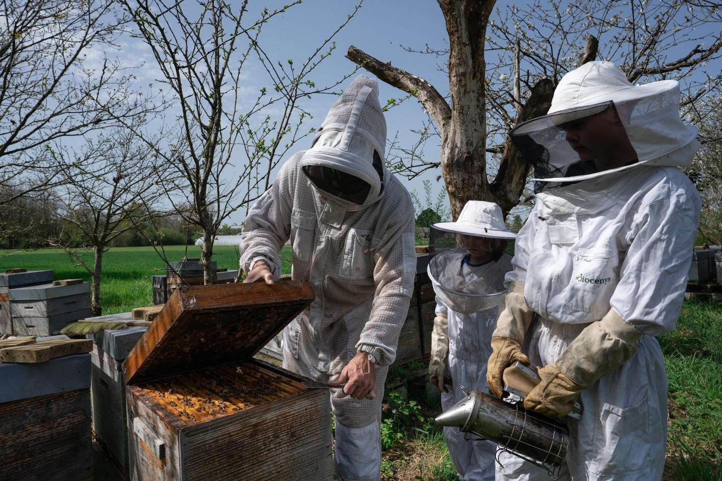 Découvrez l'apiculture en groupe