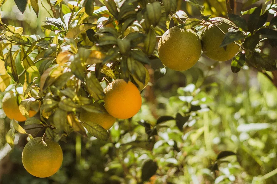 Initiez-vous à la permaculture avec Pietro et Olivier - Image n°1 - Wecandoo