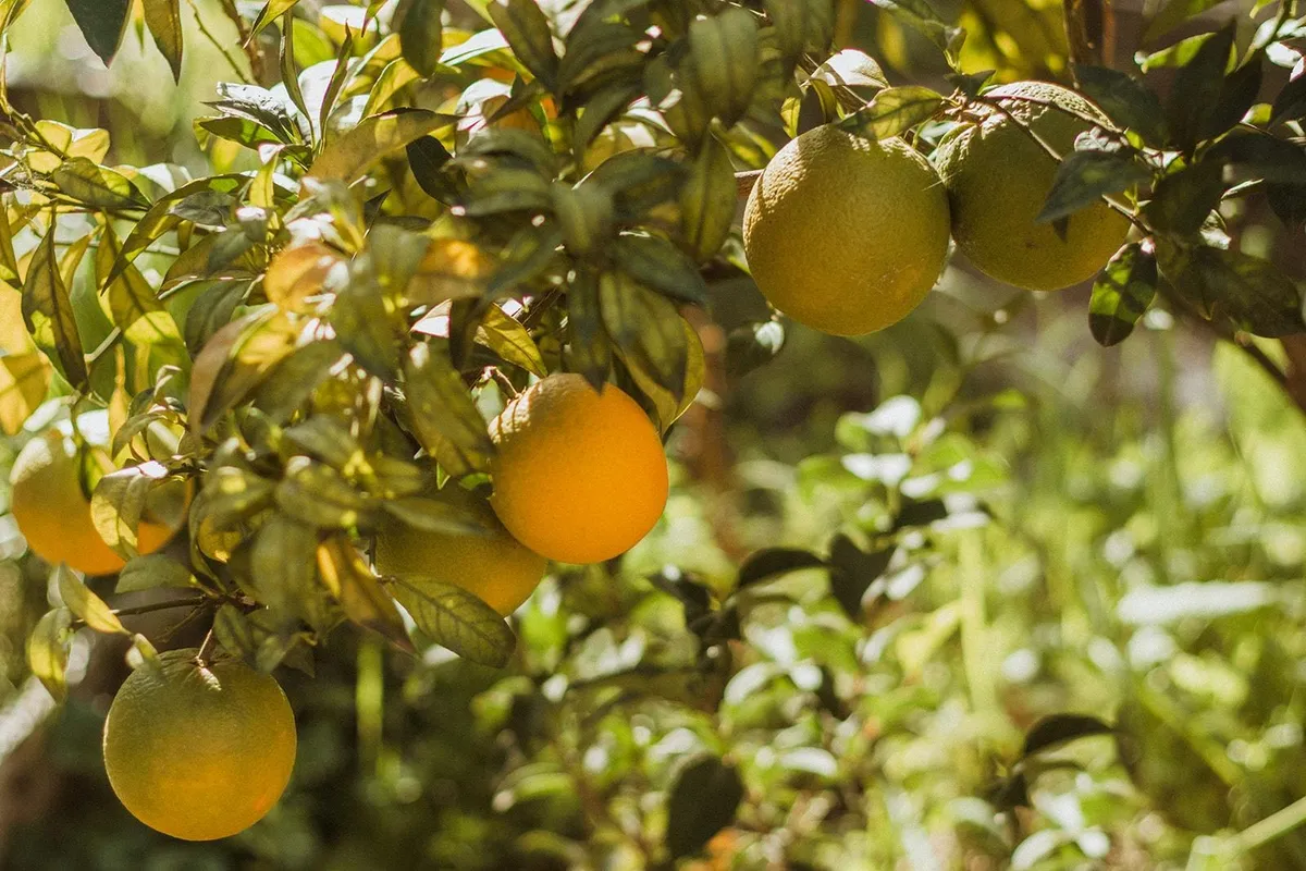 Initiez-vous à la permaculture