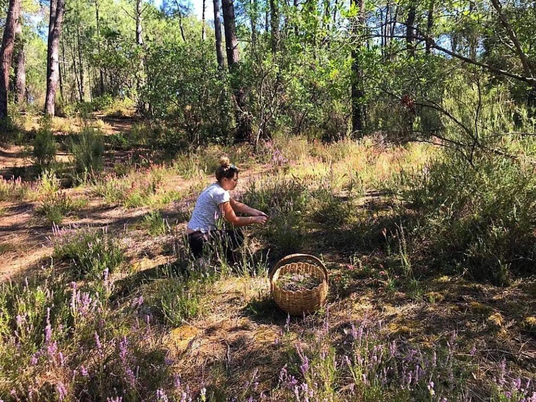 Réalisez une tisane à base de plantes médicinales avec Babette - Image n°4 - Wecandoo