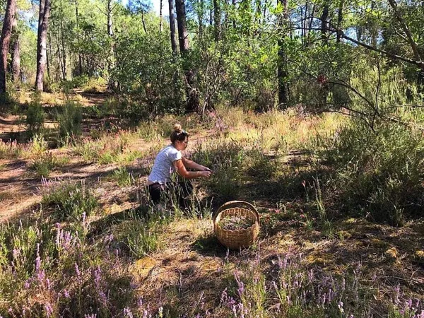 Réalisez une tisane à base de plantes médicinales avec Babette - Image n°4 - Wecandoo