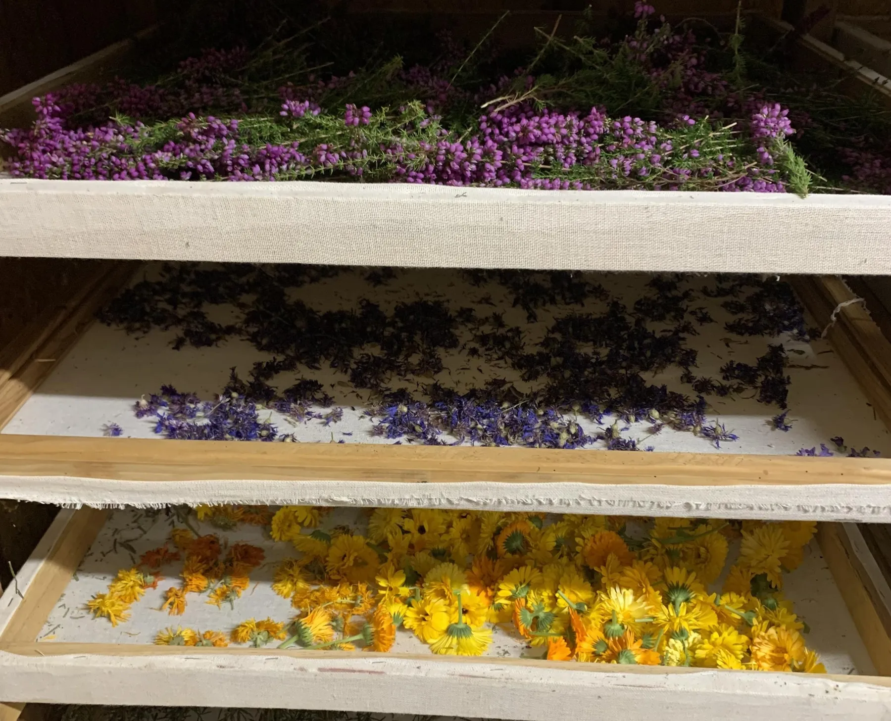 Réalisez une tisane à base de plantes médicinales avec Babette - Image n°3 - Wecandoo