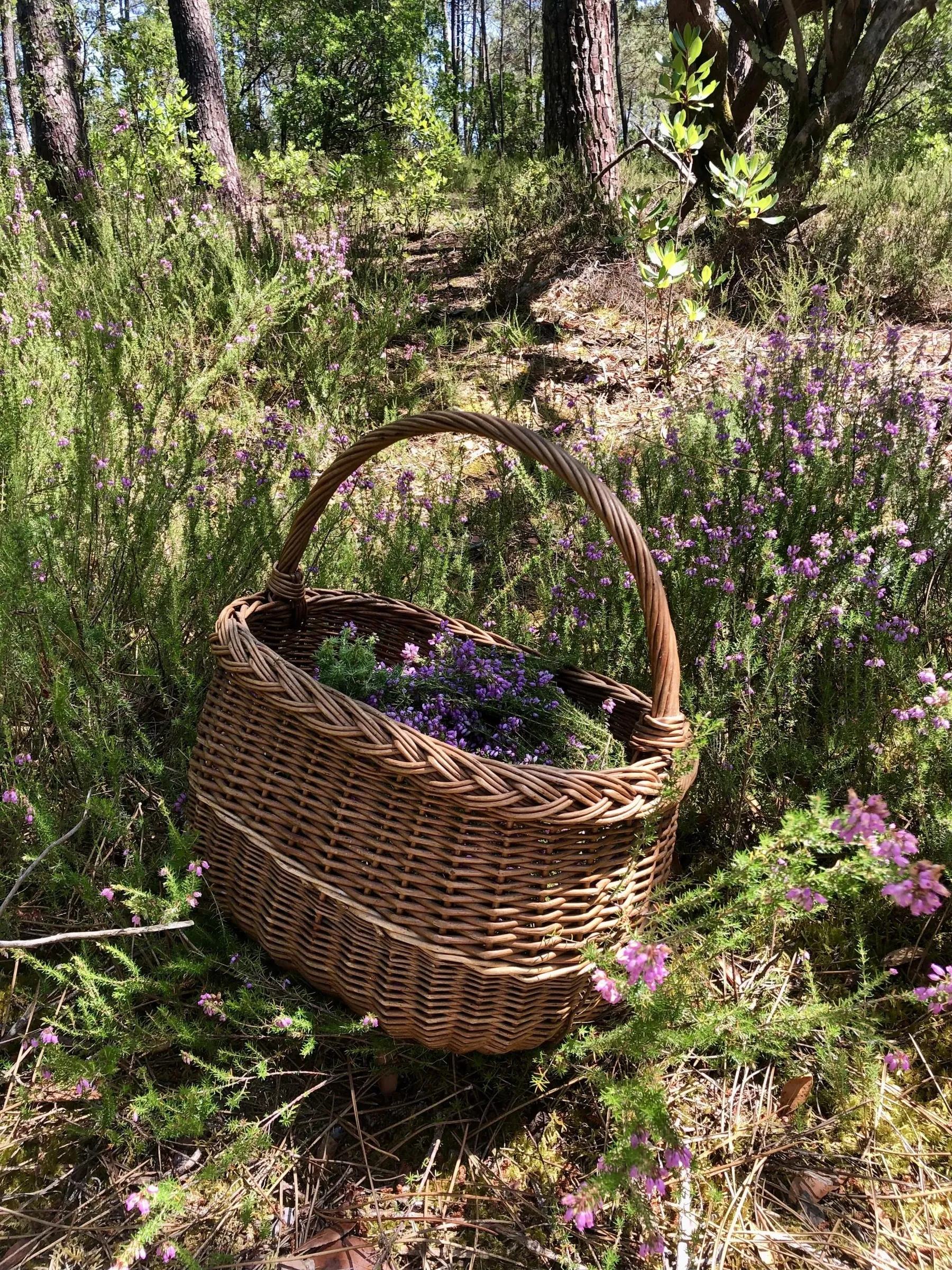 Réalisez une tisane à base de plantes médicinales avec Babette - Image n°1 - Wecandoo