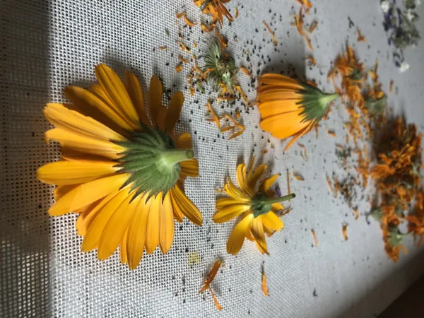 Réalisez une tisane à base de plantes médicinales avec Babette - Image n°5 - Wecandoo