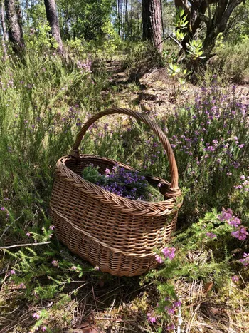 Réalisez une tisane à base de plantes médicinales